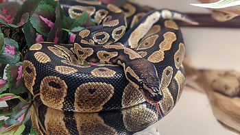 Python spirit, Enchi morph, Reptile community, Surrendered ownership HD wallpaper