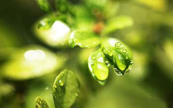 Grass, Leaves, Drops, Plant, Macro HD wallpaper