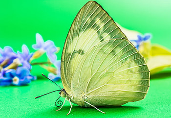 Butterfly, Animals, Green, Beautiful, Macro, Insects HD wallpaper