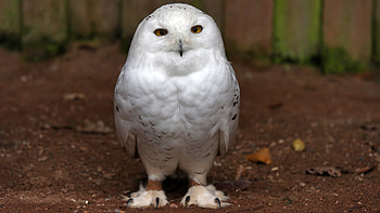 Animals, Birds, Owl HD wallpaper