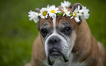 Animals, Flowers, Camomile, Dog, Wreath HD wallpaper