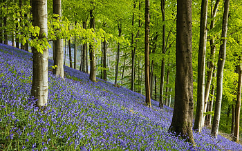 Forest, blue, flower, green, nature, spring, tree HD wallpaper