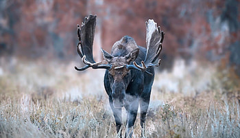 100 moose , Extensive collection, Nature's beauty, variety HD wallpaper
