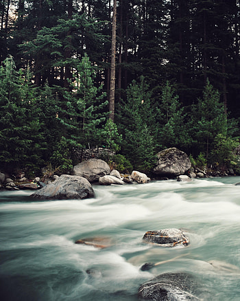 Nature, Rivers, Trees, Stones, Forest, Flow, Spruce, Fir, Stream HD phone wallpaper