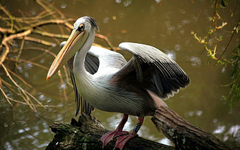 Animals, Rivers, Bird, Beak, Color HD wallpaper