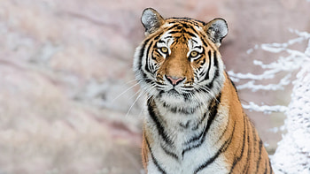 Tiger, animal, tigru, big cat, pisici HD wallpaper