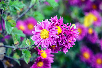 Flowers, Petals, Buds HD wallpaper