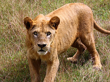 So What's Next, mother, protective, lioness, female HD wallpaper