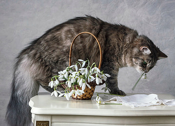 Snowdrop robbery, animal, snowdrop, daykiney, cat, spring, robbery, pisica, basket, flower HD wallpaper