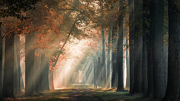 Path Between Autumn Trees Branches Sunrays Fog Nature HD wallpaper