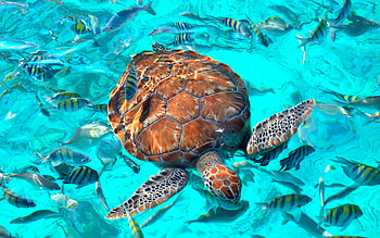Turtle, swim, animal, water HD wallpaper