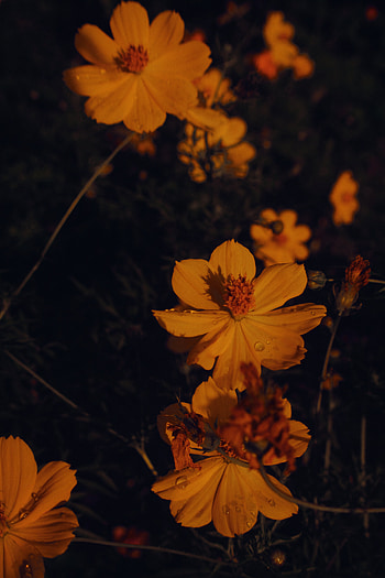 Flower, graphy, nature HD phone wallpaper