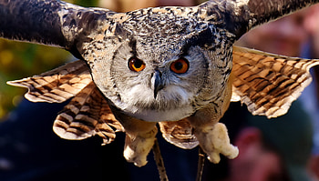Owl, predator, muzzle, flight, bird HD wallpaper