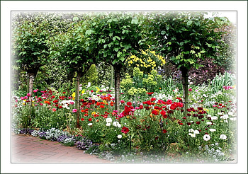 rose garden, garden, roses, variable, home HD wallpaper