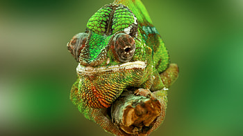 Lizard chameleon, U resolution, Metallic hue, Baltic-inspired HD wallpaper