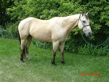 Buckskin Pony, buckskin, pony HD wallpaper