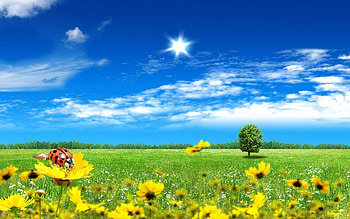 Landscape, Flowers, Ladybugs HD wallpaper