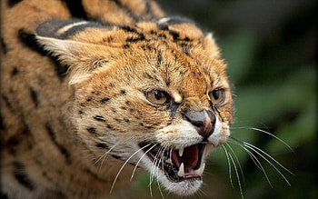 Serval, animal, teeth, cat HD wallpaper