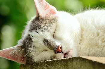 Animals, Cat, Muzzle, Sleeps, Asleep HD wallpaper
