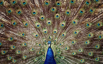 Amazing tail, Peacock , Animal , Beauty HD wallpaper