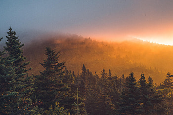 Nature, Trees, Sunset, Forest, Fog, Spruce, Fir HD wallpaper