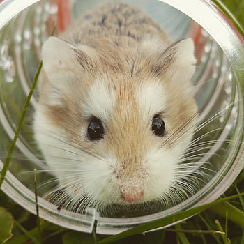 Animals, Brown, Animal, Sweetheart, Nice, Hamster HD phone wallpaper