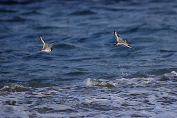Animals, Water, Sea, Bird, Flight, Gull, Seagull HD wallpaper
