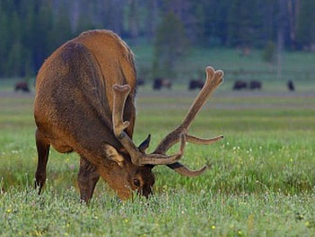 deer grazing, plenty of grass for me, i will share with you HD wallpaper