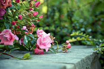 Flowers, Roses, Bush, Concrete HD wallpaper