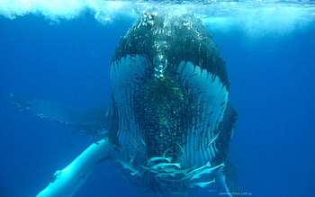 Whale Diving, huge, fish, water, mamal HD wallpaper