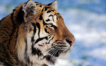 Animals, Muzzle, Tiger, Profile HD wallpaper