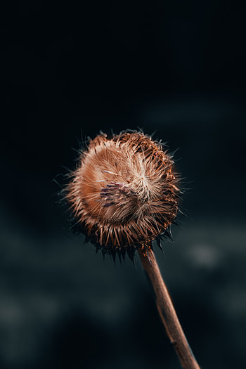 Flower, Macro, Stem, Stalk, Fluff, Fuzz HD phone wallpaper