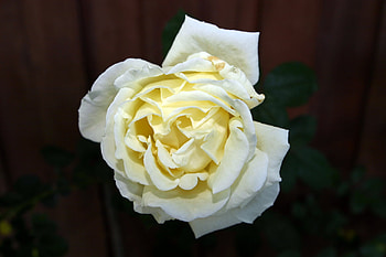 White rose-for JACQELINEla, white, flowers, roses, beauty HD wallpaper