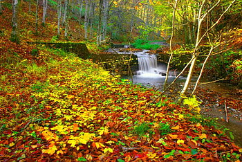 Forest stream in autumn, river, colorful, creek, fall, beautiful, serenity, leaves, flow, trees, autumn, forest, foliage, stream HD wallpaper