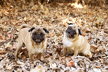Animals, Dogs, Cool, Foliage, Pug HD wallpaper
