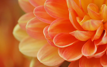 Flower, Macro, Light, Petals, Form, Light Coloured HD wallpaper