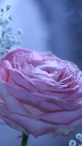 Beautiful Rose, Blue, Background HD phone wallpaper