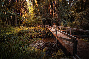 Redwood National Park, Forest exploration, Enchanting woods, Nature's sanctuary HD wallpaper