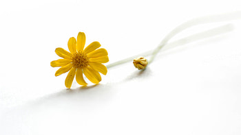 Flowers, Leaves, Flower, Stem, Stalk HD wallpaper