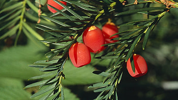 Ancient yew trees, Eibenwald bei Weilheim, Baumerlebnistage, Vortrge HD wallpaper