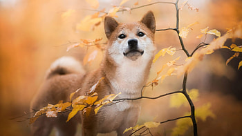 Shiba Inu, Fall pet, Baby animal HD wallpaper