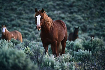 Quarter Horse, animal, horse, cavalo, powerful HD wallpaper