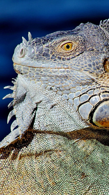Iguana , Striking , High-quality, now HD phone wallpaper