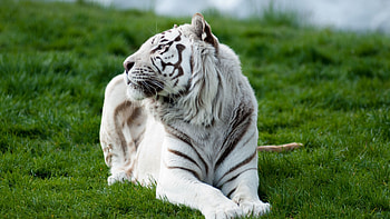 Tiger Albino 2, tiger, animals, predator, king, grass HD wallpaper