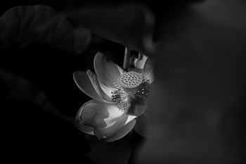 Flowers, Lotus, Flower, Bloom, Flowering, Bw, Chb HD wallpaper
