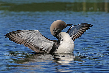 Loon bird, Pacific loon, Stretching, Preening HD wallpaper