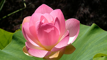 Close-up of a lotus flower HD wallpaper