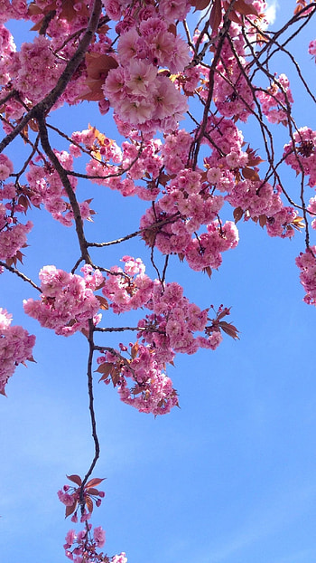Flowers Aesthetic, Pink HD phone wallpaper