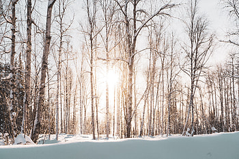 Landscape, Winter, Nature, Trees, Snow, Forest, Sunlight HD wallpaper