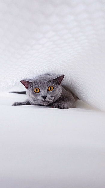 British Cat, Cozy under the blanket, Adorable boy, Unconditional love HD phone wallpaper